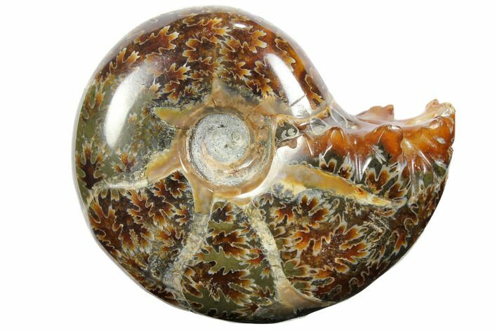 Polished, Agatized Ammonite (Cleoniceras) - Madagascar #110511